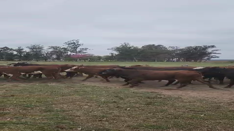 Lote 110 Terneras Braford y sus cruzas en Esquina, Corrientes
