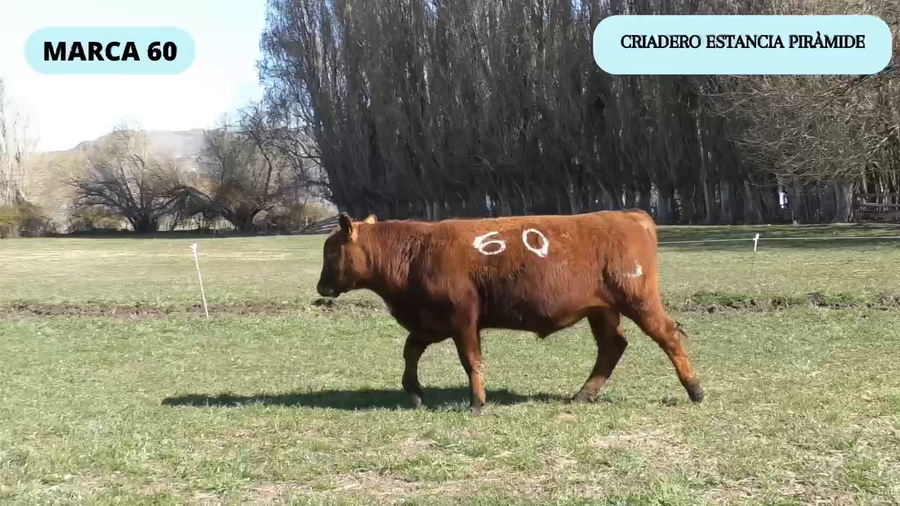 Lote 1 Toro en XI Región Aysén, Río Ibáñez