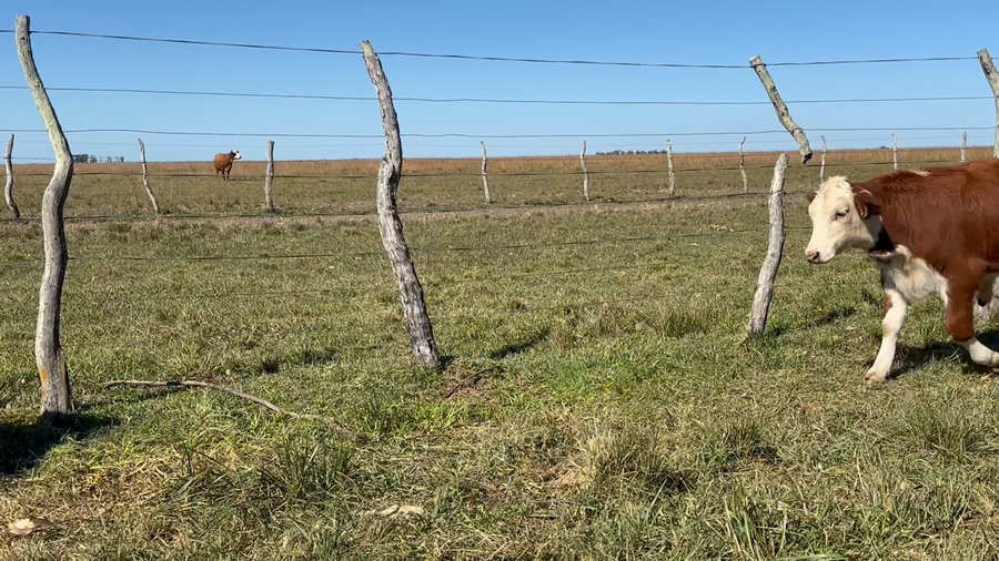 Lote 50 Terneros/as en Corrientes, Mercedes