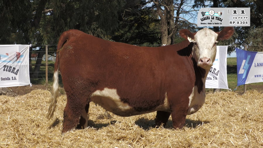 Lote HEMBRAS POLLED HEREFORD  PUROS DE PEDIGREE PREÑADAS