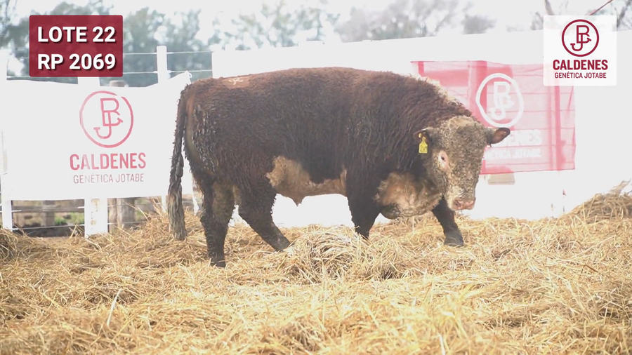 Lote Toro PR