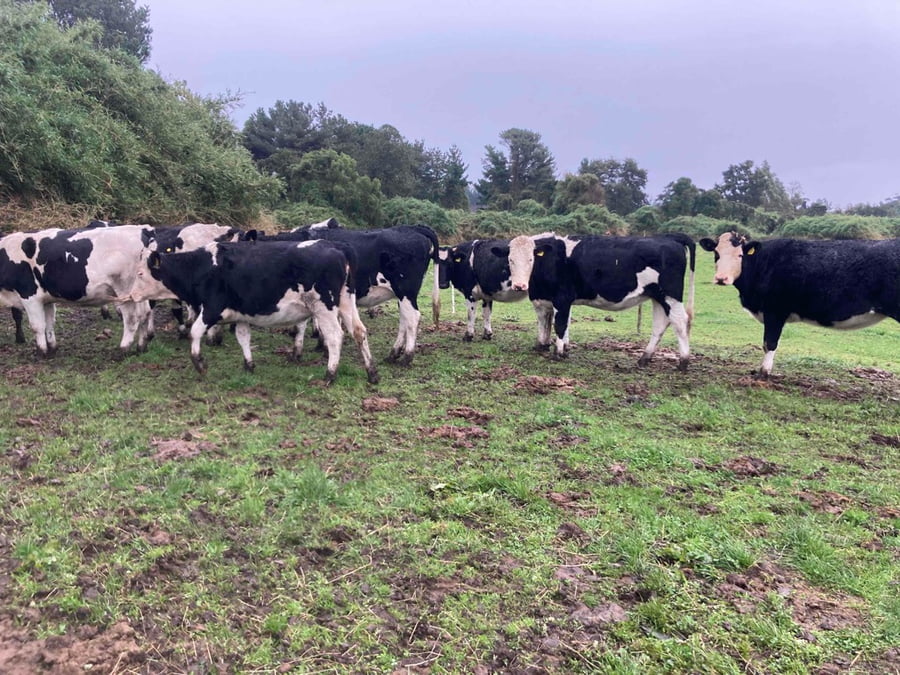 Lote 20 Vaquilla Gorda en Puerto Varas, X Región Los Lagos