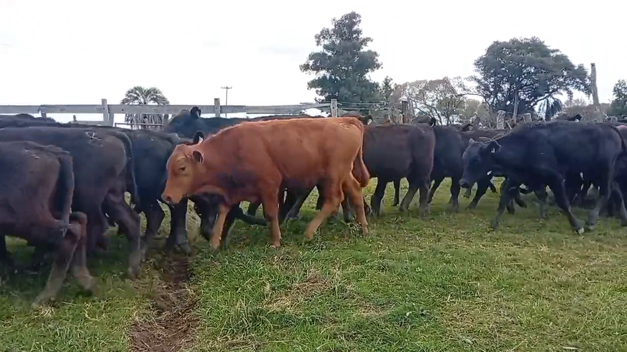 Lote 72 Terneros en Corrientes, Goya