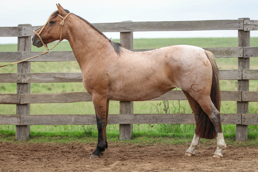 Lote Vitoria de los Recuerdos