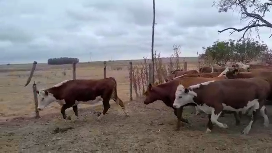 Lote 38 Vaquillonas  Hereford a remate en Pantalla Camy - Liquidación de Estancia en San Gregorio