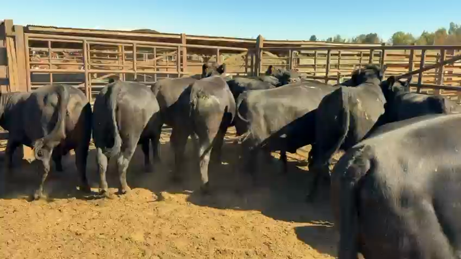 Lote 20 Vaquilla Gorda en Los Ángeles, VIII Región Biobío