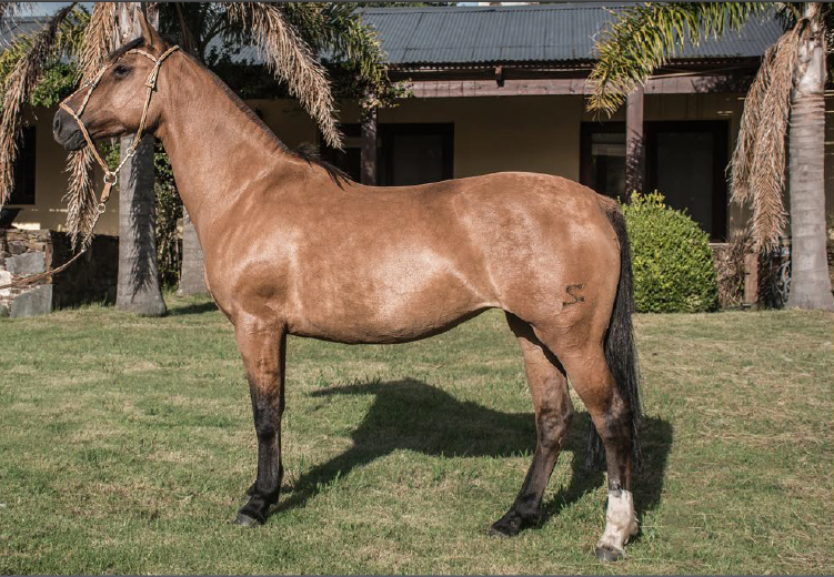 Lote VIOLINA DEL MAVIAL