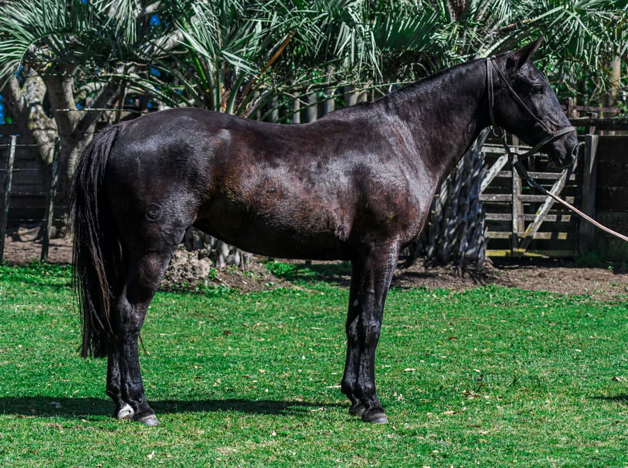 Lote Malvita La Calavera