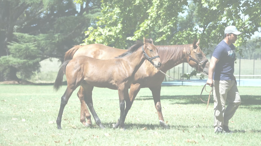 Lote WEEP KEY (KEY DEPUTY -  WEEPING CAT) Preñez de GIDU y C/Cria de GIDU