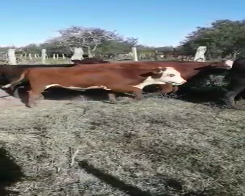 Lote 140 Terneros/as en Villaguay, Entre Ríos