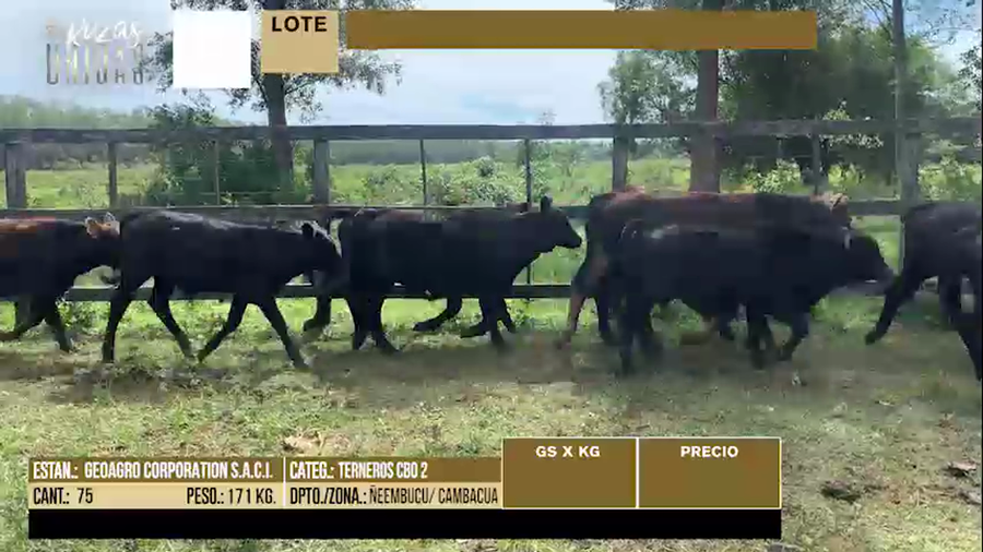 Lote LOTE 21 - 75 TERNEROS CBO 2