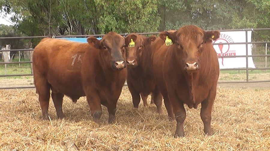 Lote TOROS ANGUS COLORADOS PC