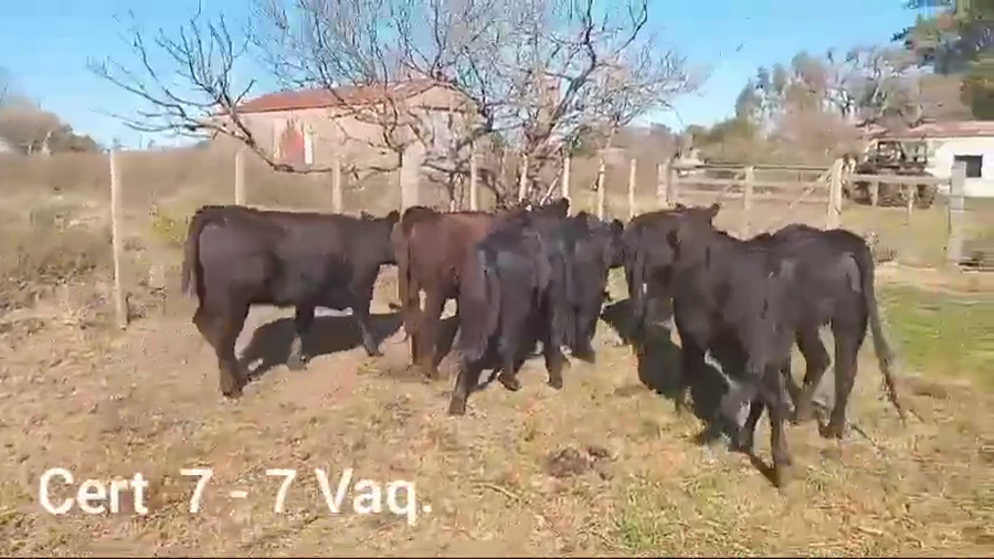 Lote VAQUILLONAS DE 1 A 2