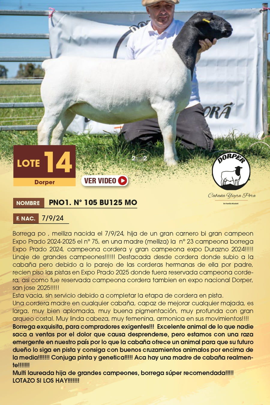 Lote 14 - Dorper