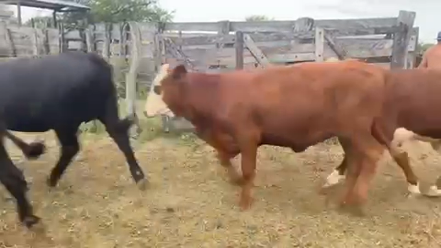 Lote 50 Terneros/as en Nogoyá, Entre Ríos