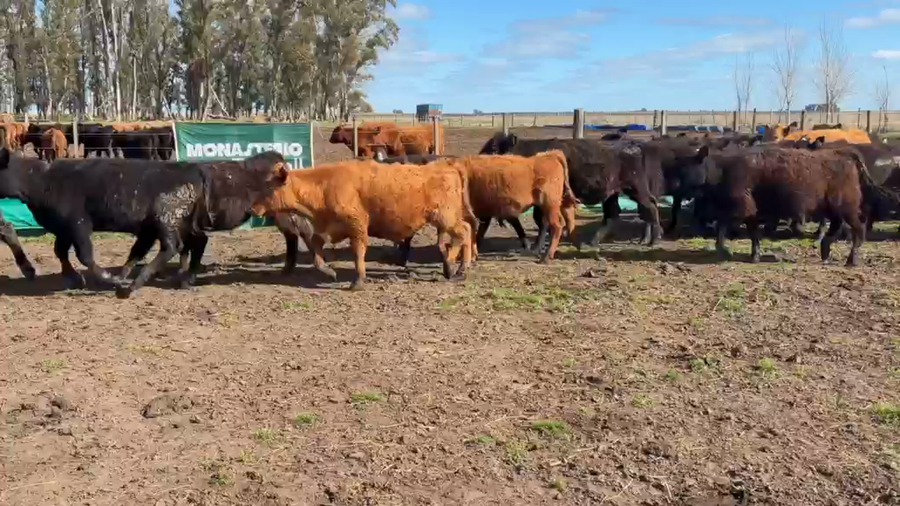 Lote 69 Terneros/as