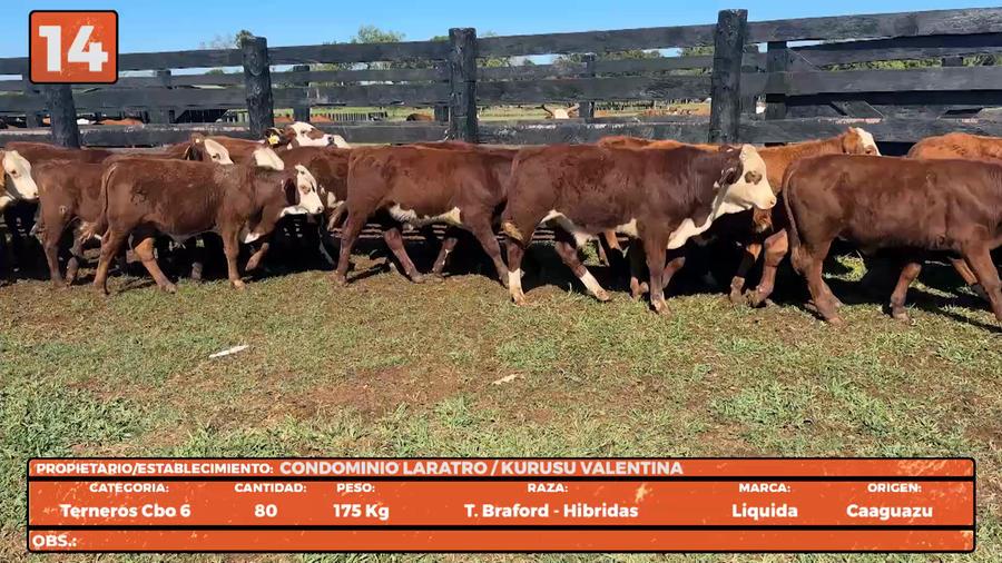Lote LOTE 14
