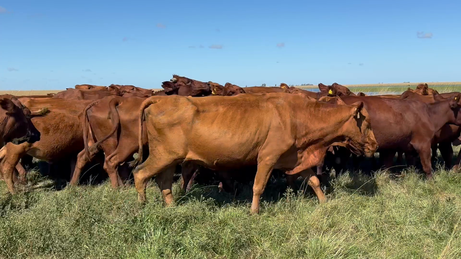Lote 30 Vacas de invernar
