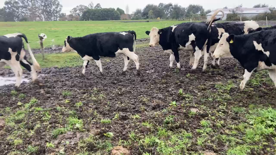 Lote 20 Vaquilla Gorda en Puerto Varas, X Región Los Lagos