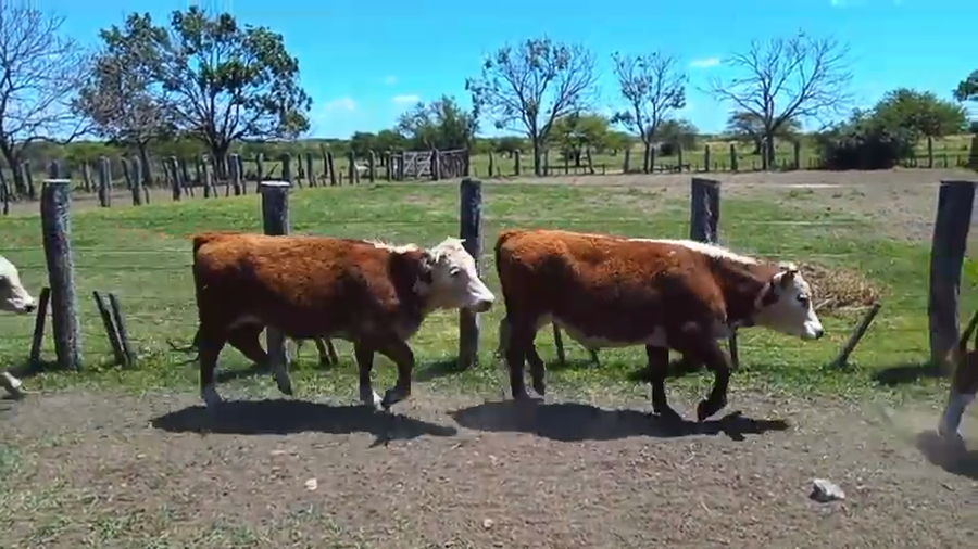 Lote 70 Terneros en Corrientes, Curuzú-Cuatiá