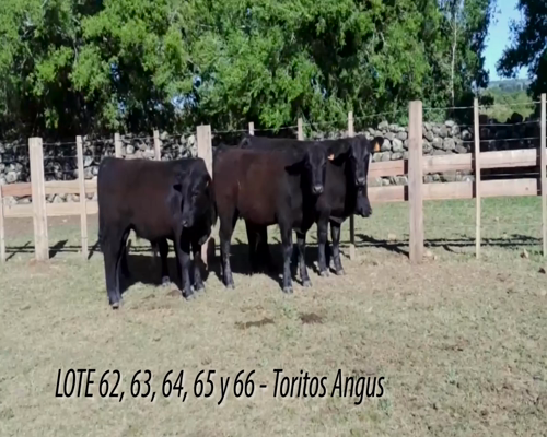 Lote Torito Angus
