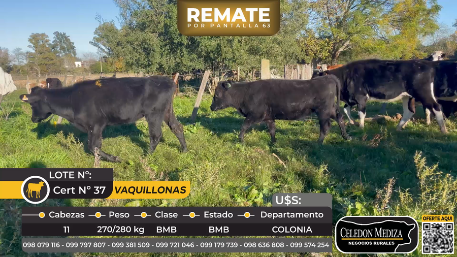 Lote 11 Vaquillonas  en La Horqueta, Colonia