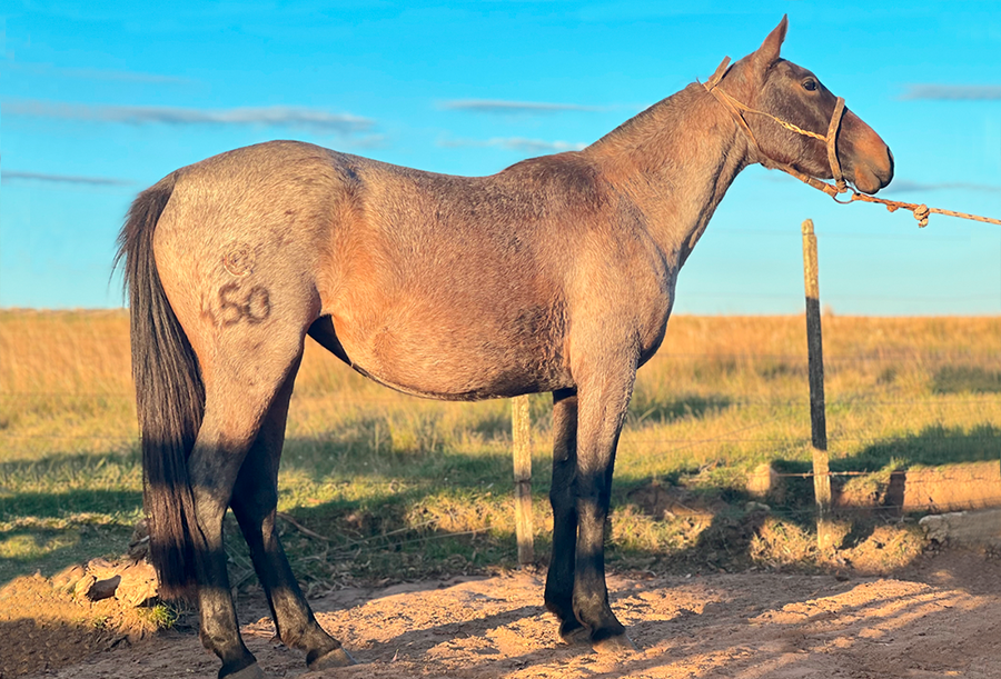 Lote AMATISTA DEL CEIBAL