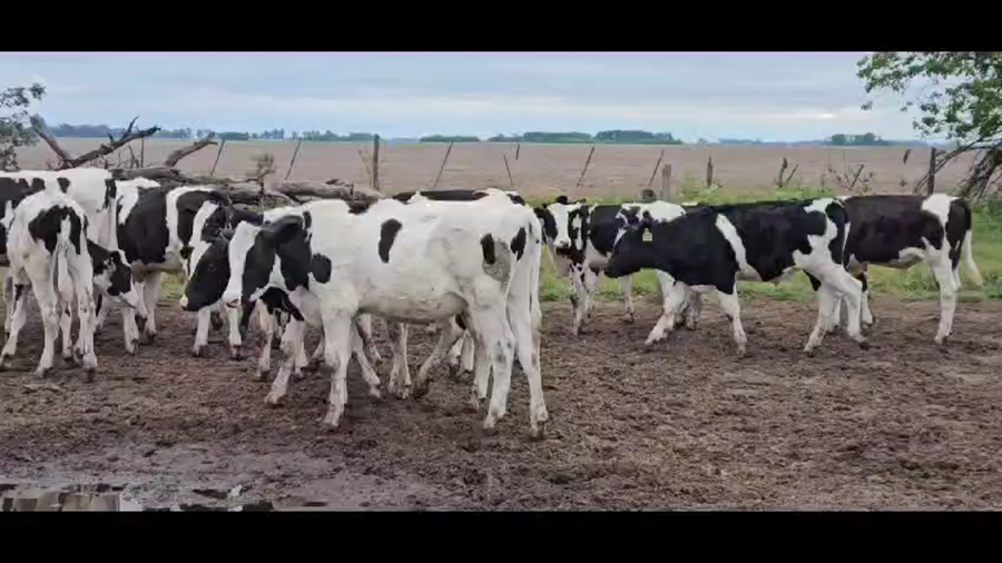 Lote 66 Terneros en Hipólito Yrigoyen, Buenos Aires