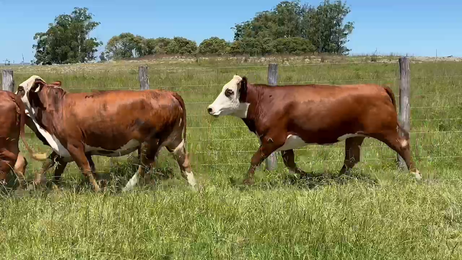 Lote 20 Vacas de invernar en Corrientes, Mercedes
