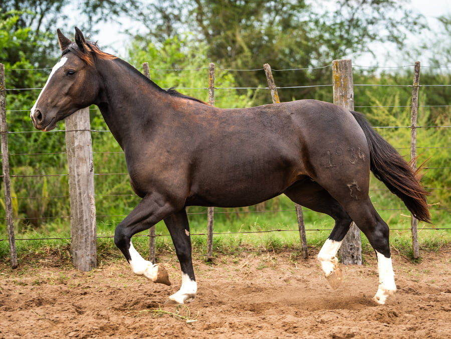 Lote Mañanera Penumbra