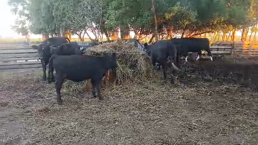 Lote 11 Vaquillonas  a remate en Pantalla Camy - Aniversario 31 Años, San José