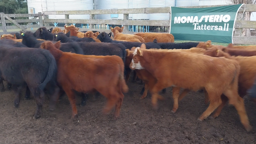 Lote 60 Terneros EN DAIREAUX