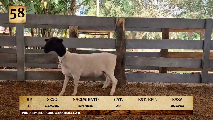 Lote LOTE 58