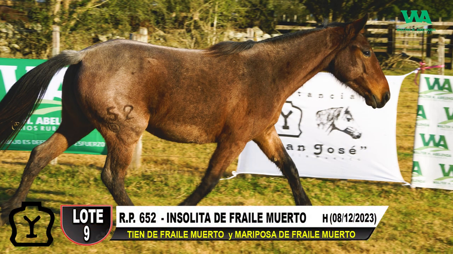 Lote INSOLITA DE FRAILE MUERTO