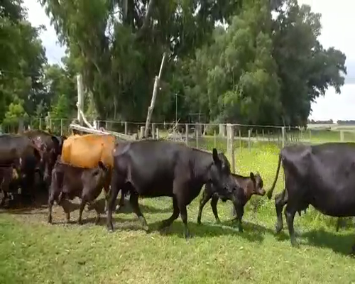 Lote 15 Vacas CUT con cría en Pirovano, Buenos Aires