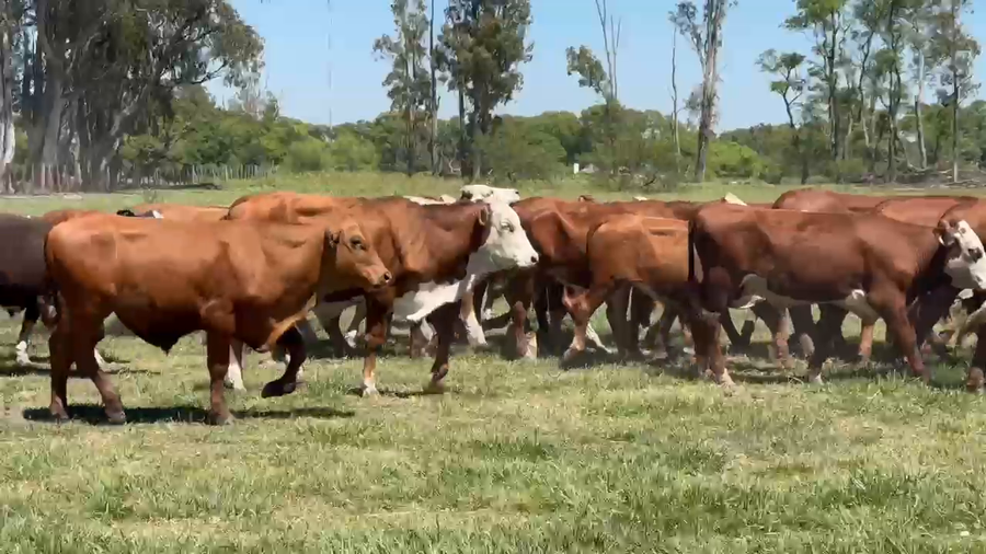 Lote 550 Novillitos en Corrientes, Mercedes