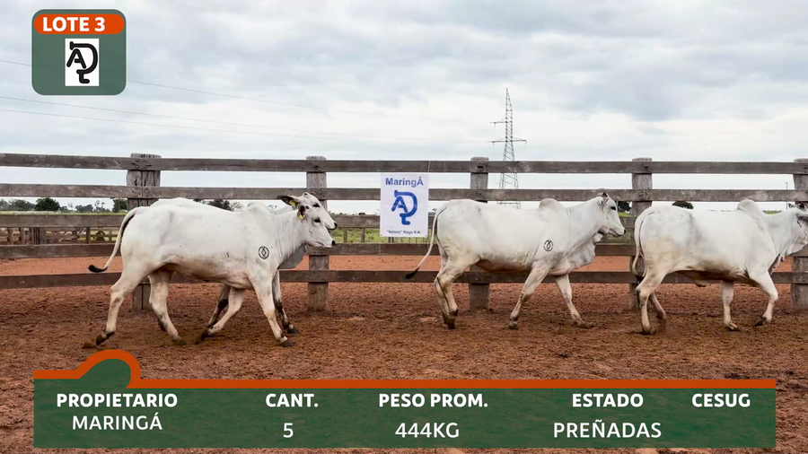 Lote MARINGÁ