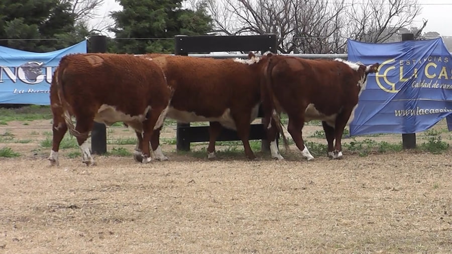 Lote VAQ.  P. HEREFORD PREÑADAS PARICION PRIMAVERA