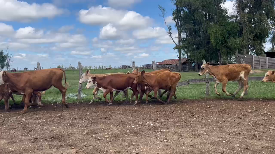 Lote 120 Terneros/as