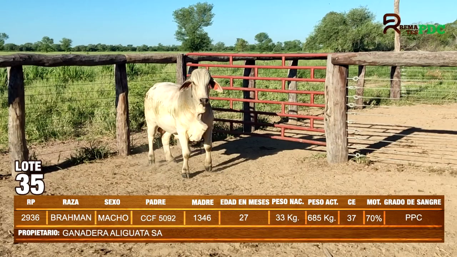 Lote TORO BRAHMAN - GANADERA ALIGUATA SA