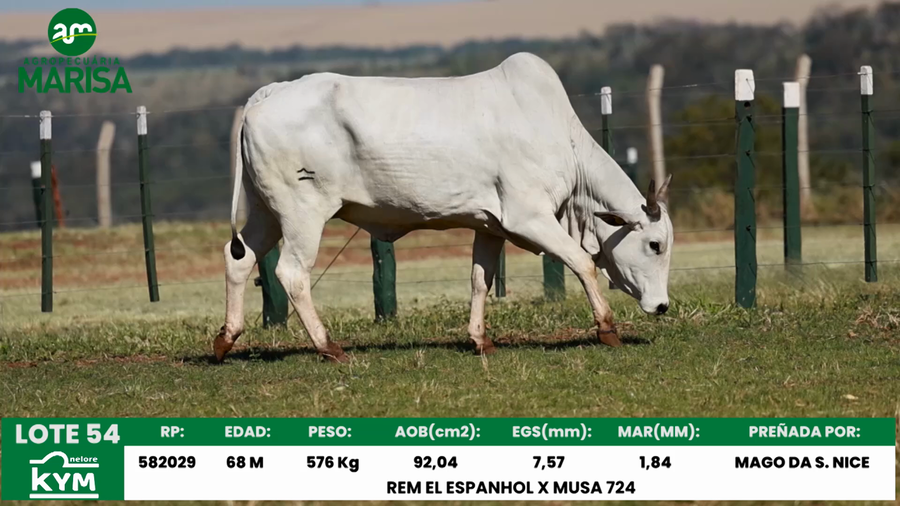 Lote Lote 54