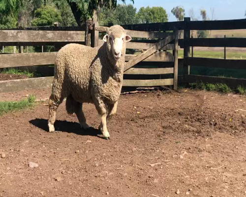 Lote 1 Borregos Planteleros en Cerro Largo, Cerro Largo