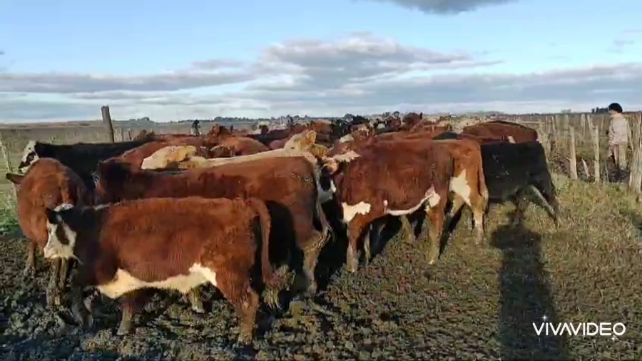 Lote 110 Terneros/as en Brandsen, Buenos Aires