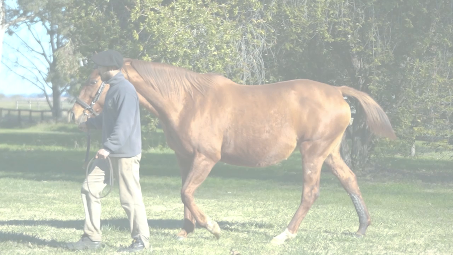 Lote INDIANA PACER (EASING ALONG -  INDIA EMPIRE) Preñez de DADDY LONG LEGS