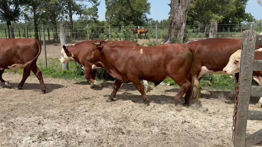 Lote 40 Novillitos en Buenos Aires, Brandsen