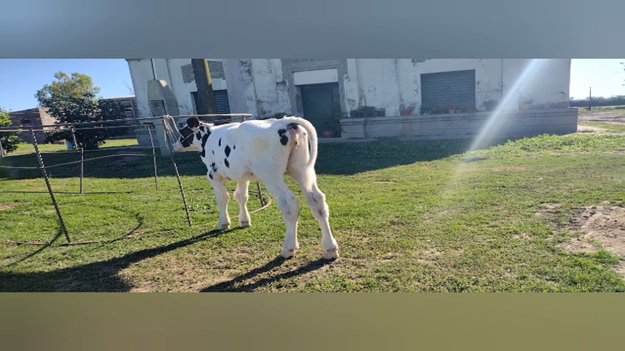 Lote Terneras - dante albrecht rp 169