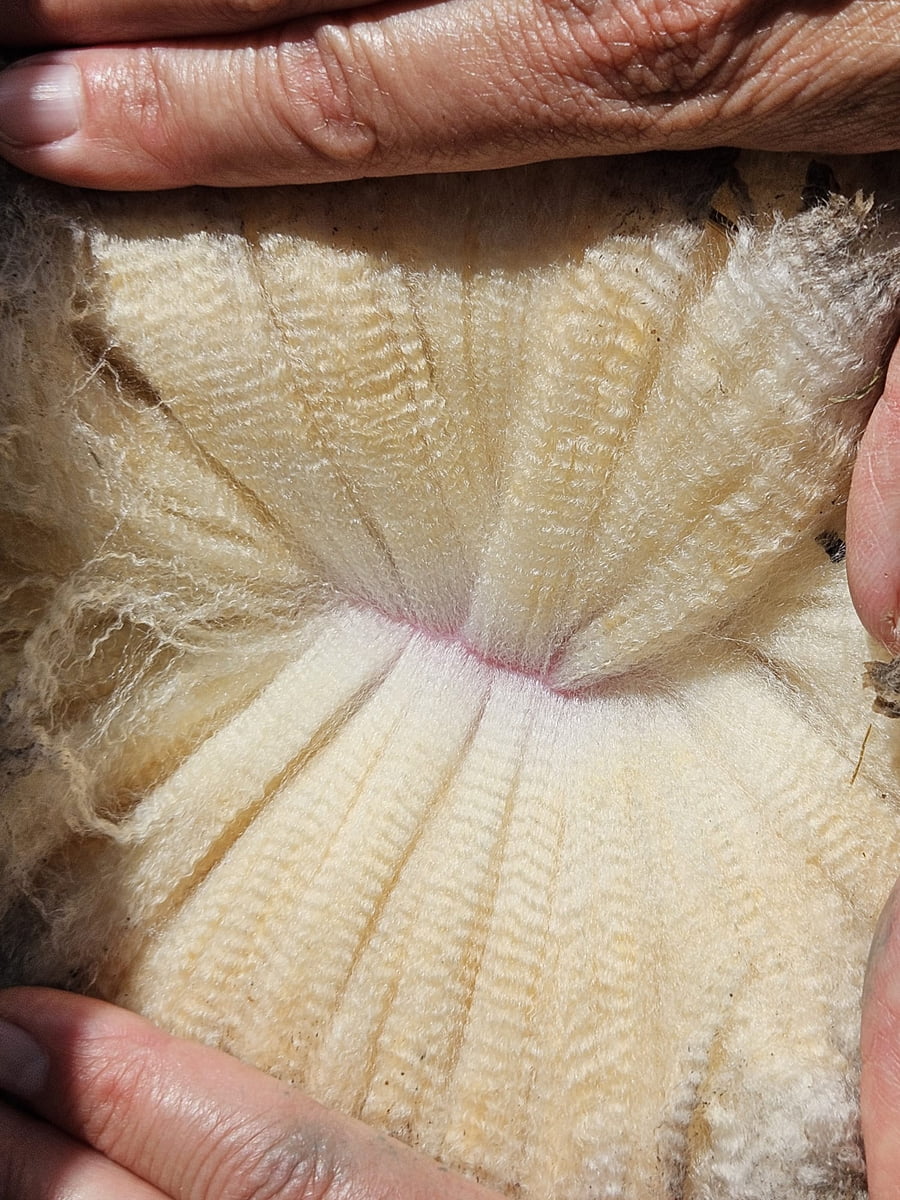 Lote Carneros a remate en Subasta Online - Nambi Guasu, Lavalleja