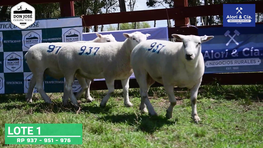 Lote 3 Carneros Texel a remate en Texel Don José 2022 en Tupambaé