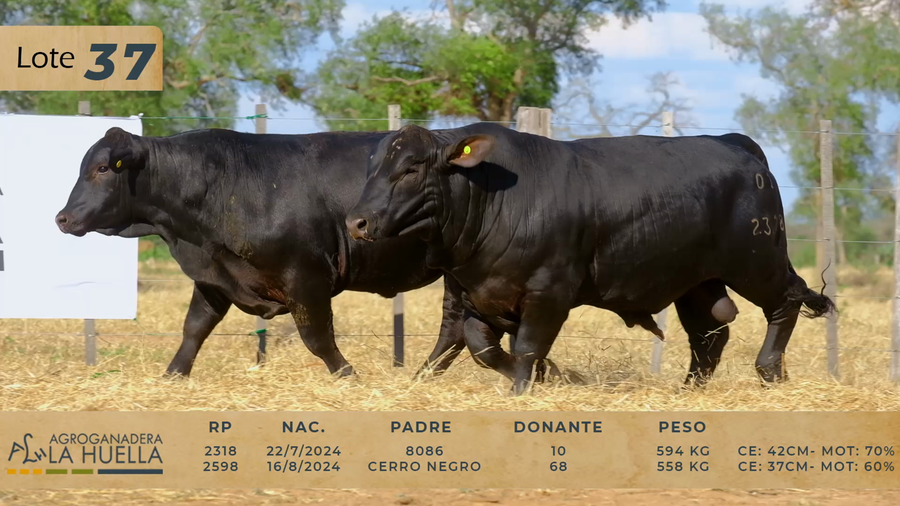 Lote LOTE 37