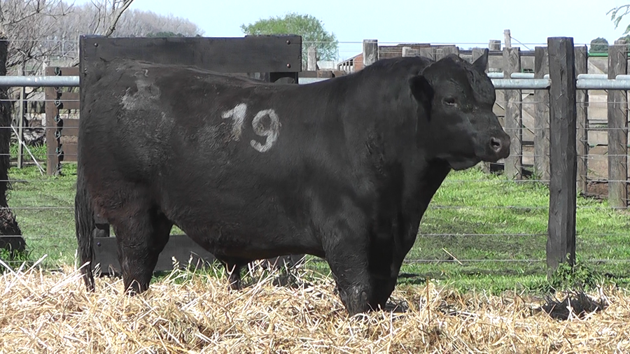 Lote TOROS ANGUS PURO CONTROLADO
